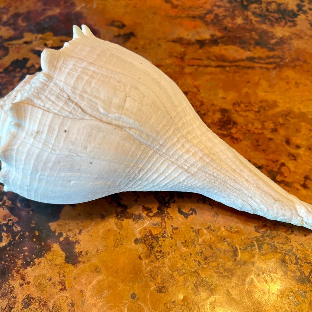 Large Natural & Beautiful Shell - Picture 5 of 8